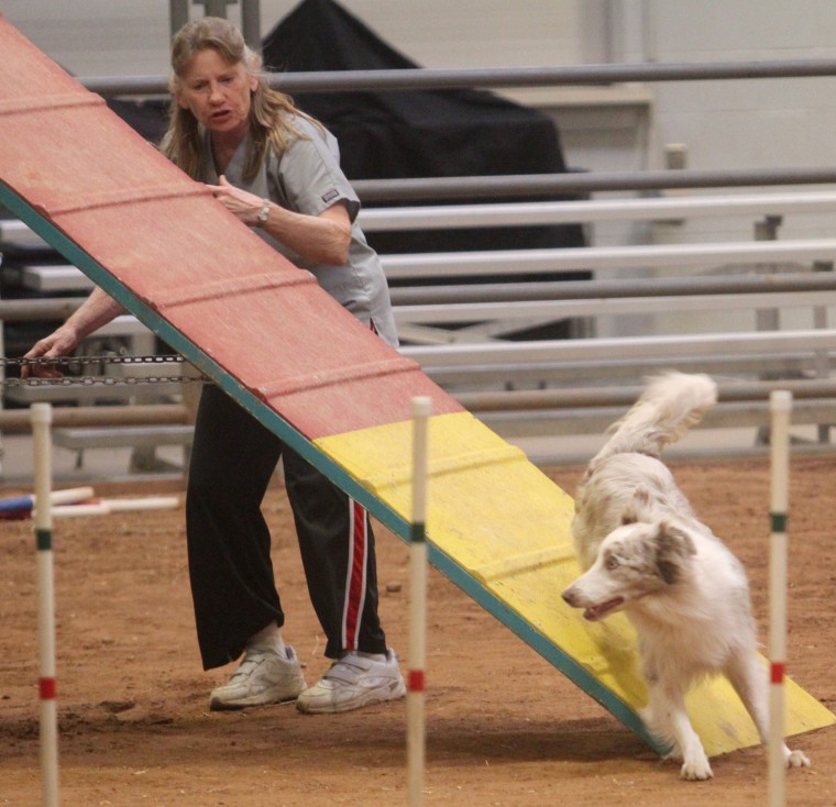 Dog Agility
